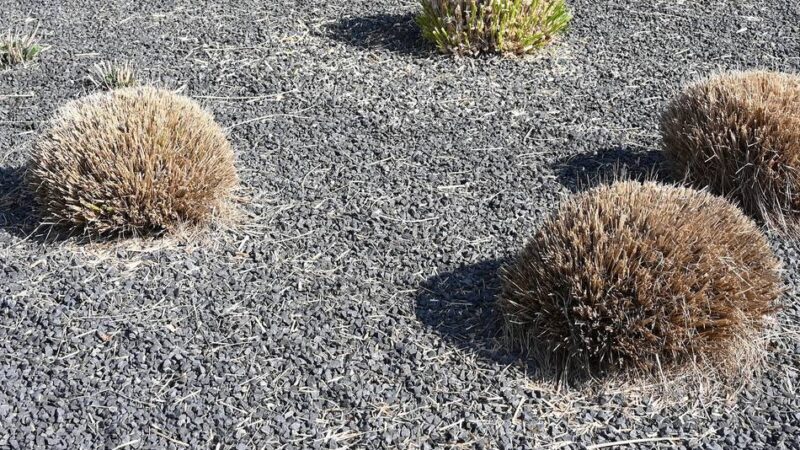 Programm „Stauden statt Schotter“: Bedburg-Hau zahlt bis zu 1000 Euro für Schottergarten-Rückbau