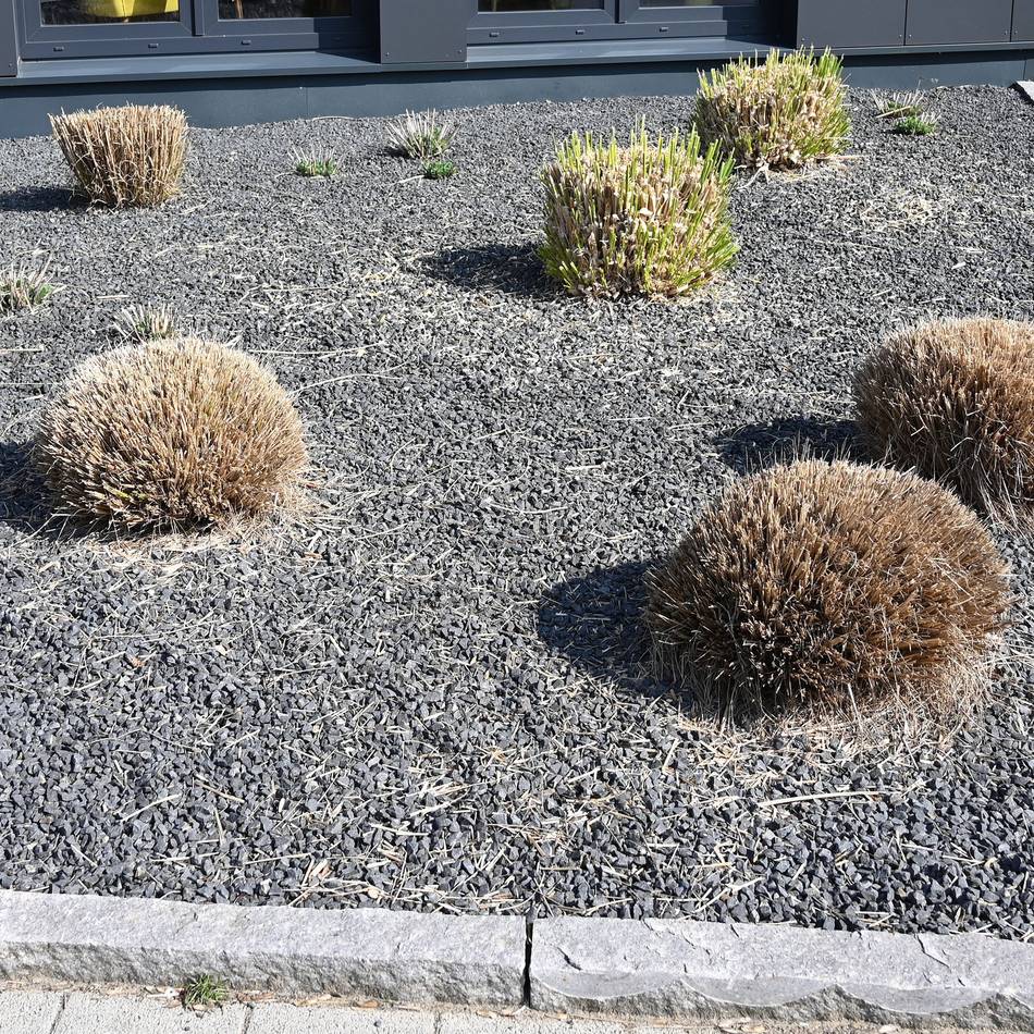 Programm „Stauden statt Schotter“: Bedburg-Hau zahlt bis zu 1000 Euro für Schottergarten-Rückbau