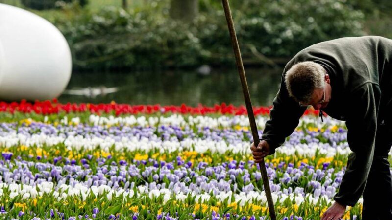 Keukenhof – Wo die Tulpen blühen