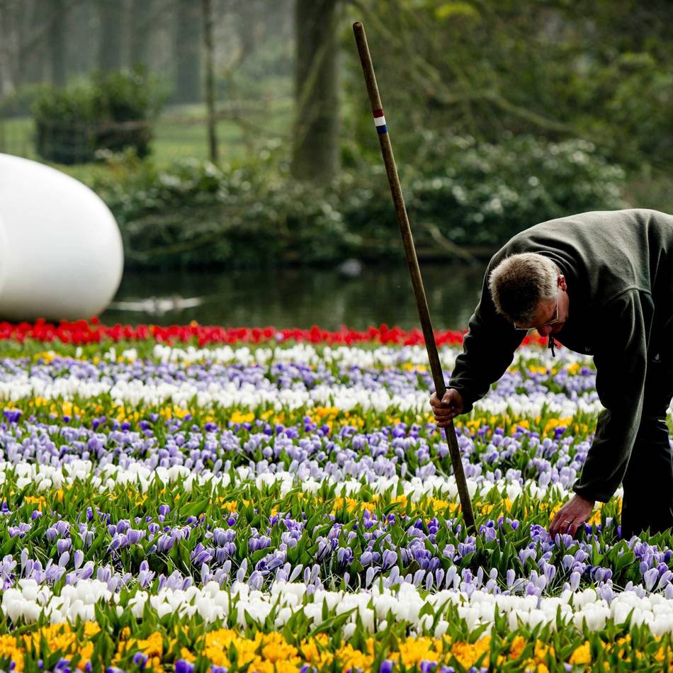 Keukenhof – Wo die Tulpen blühen