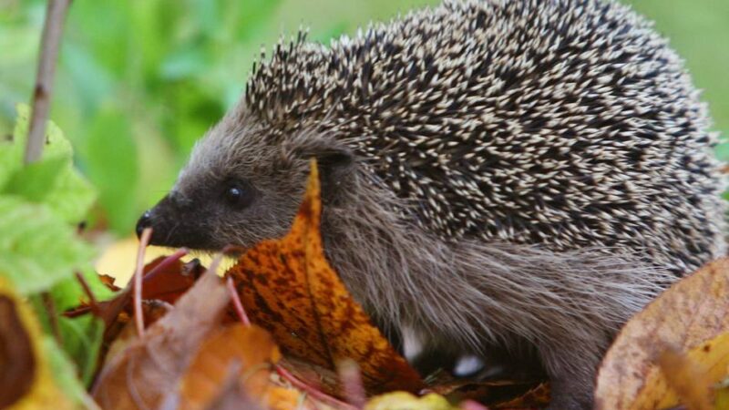 Naturschützer in Meerbusch: Info-Abend zeigt, wie man Igeln im Frühjahr hilft