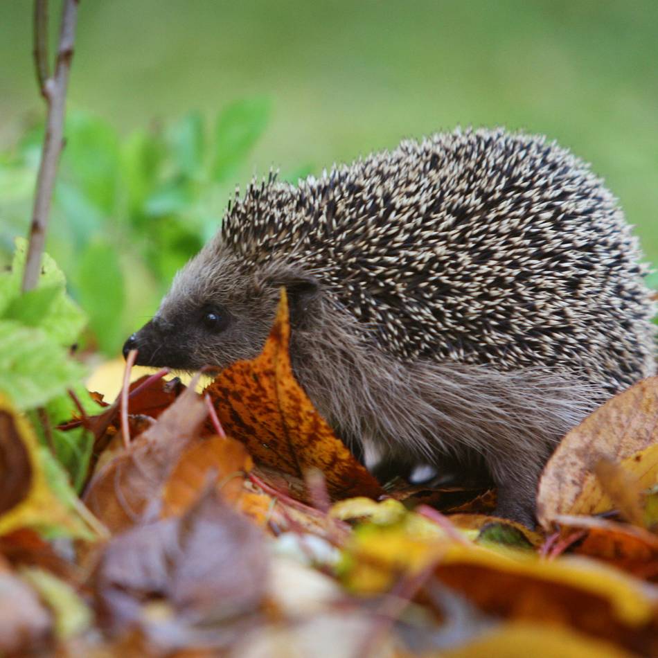 Naturschützer in Meerbusch: Info-Abend zeigt, wie man Igeln im Frühjahr hilft