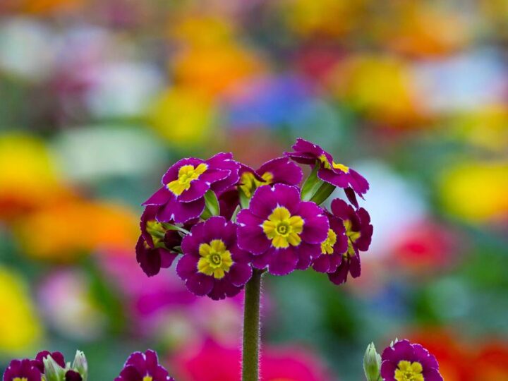 „Farbrausch im Fenster“: Schaufenster-Wettbewerb in Willich startet