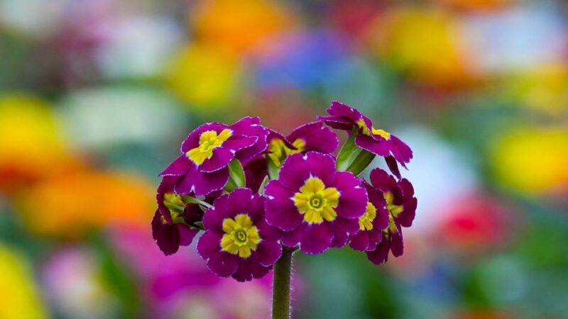 „Farbrausch im Fenster“: Schaufenster-Wettbewerb in Willich startet