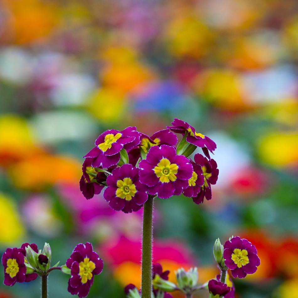 „Farbrausch im Fenster“: Schaufenster-Wettbewerb in Willich startet