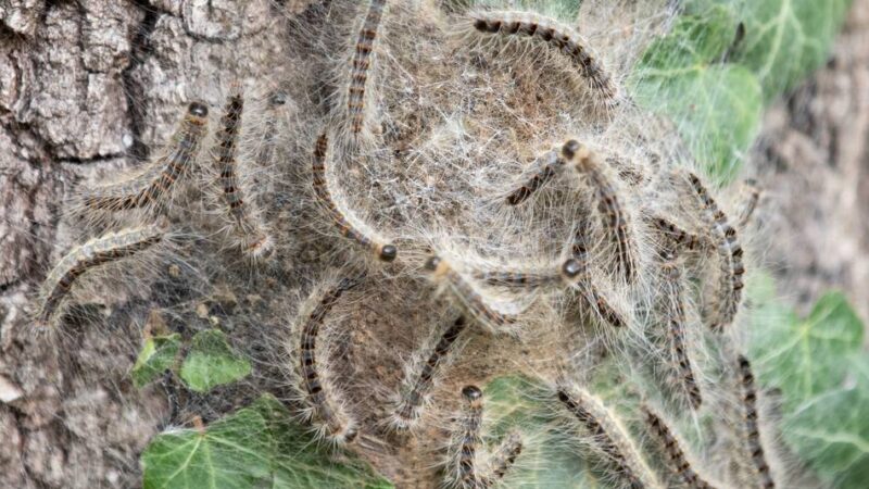 Kreis Viersen braucht keine Schädlingsbekämpfer: Erfolg gegen Eichenprozessionsspinner