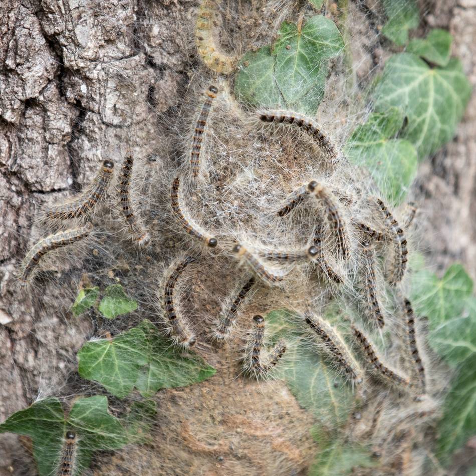 Kreis Viersen braucht keine Schädlingsbekämpfer: Erfolg gegen Eichenprozessionsspinner