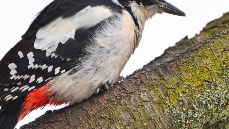 Vogelstimmenwanderung im Naturpark Schwalm-Nette: Biologe erklärt Anfängern die Sprache der Vögel
