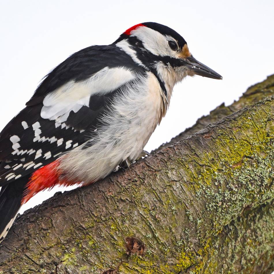 Vogelstimmenwanderung im Naturpark Schwalm-Nette: Biologe erklärt Anfängern die Sprache der Vögel