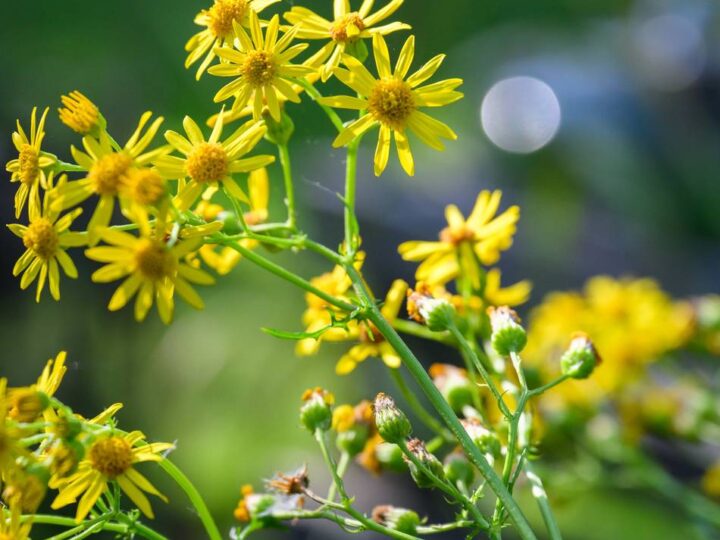 Kann für Tiere tödlich sein: Landwirtschaft warnt vor Ausbreitung des Jakobskreuzkrauts
