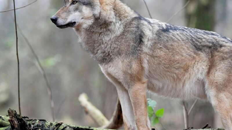 Wölfe im Kreis Mettmann: „Es ist 10.000 Mal wahrscheinlicher, von einem Hund gebissen zu werden“