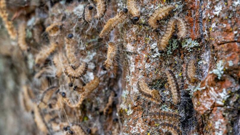 563 Eichen betroffen: Stadt Kaarst geht gegen Eichenprozessionsspinner vor