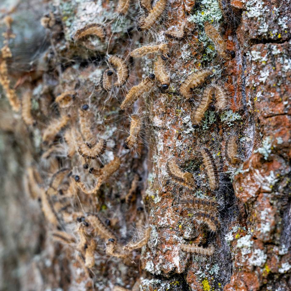 563 Eichen betroffen: Stadt Kaarst geht gegen Eichenprozessionsspinner vor