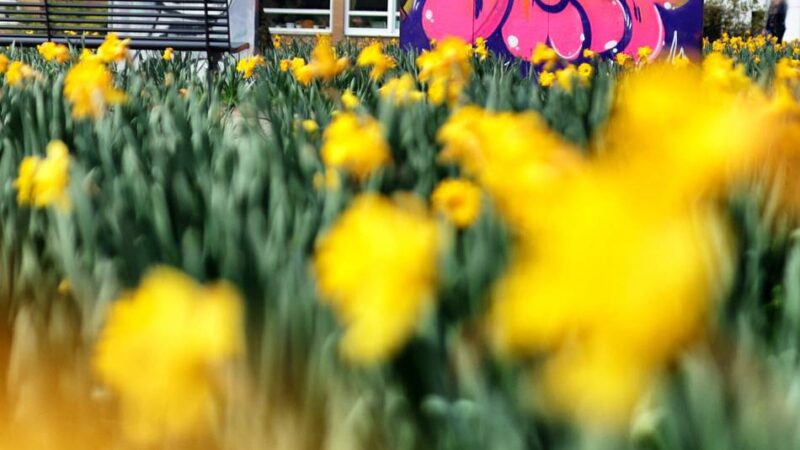 Sonnenzeit im Kreis Mettmann: Osterglocken sind der Star im Frühling