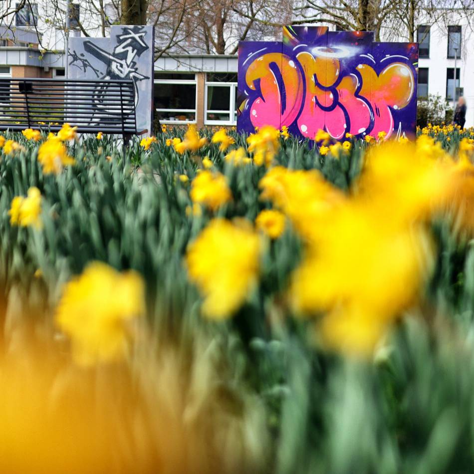 Sonnenzeit im Kreis Mettmann: Osterglocken sind der Star im Frühling