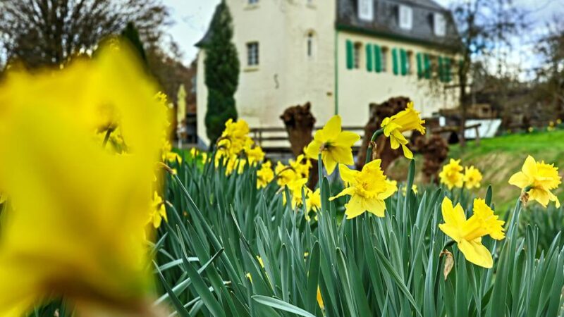 Goldberger Mühle in Mettmann: 576 Jahre altes Kleinod öffnet zum Mühlenfest
