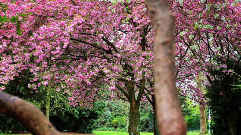 Kirschblüten in Hilden und Haan: Ein Traum in Rosa und Pink