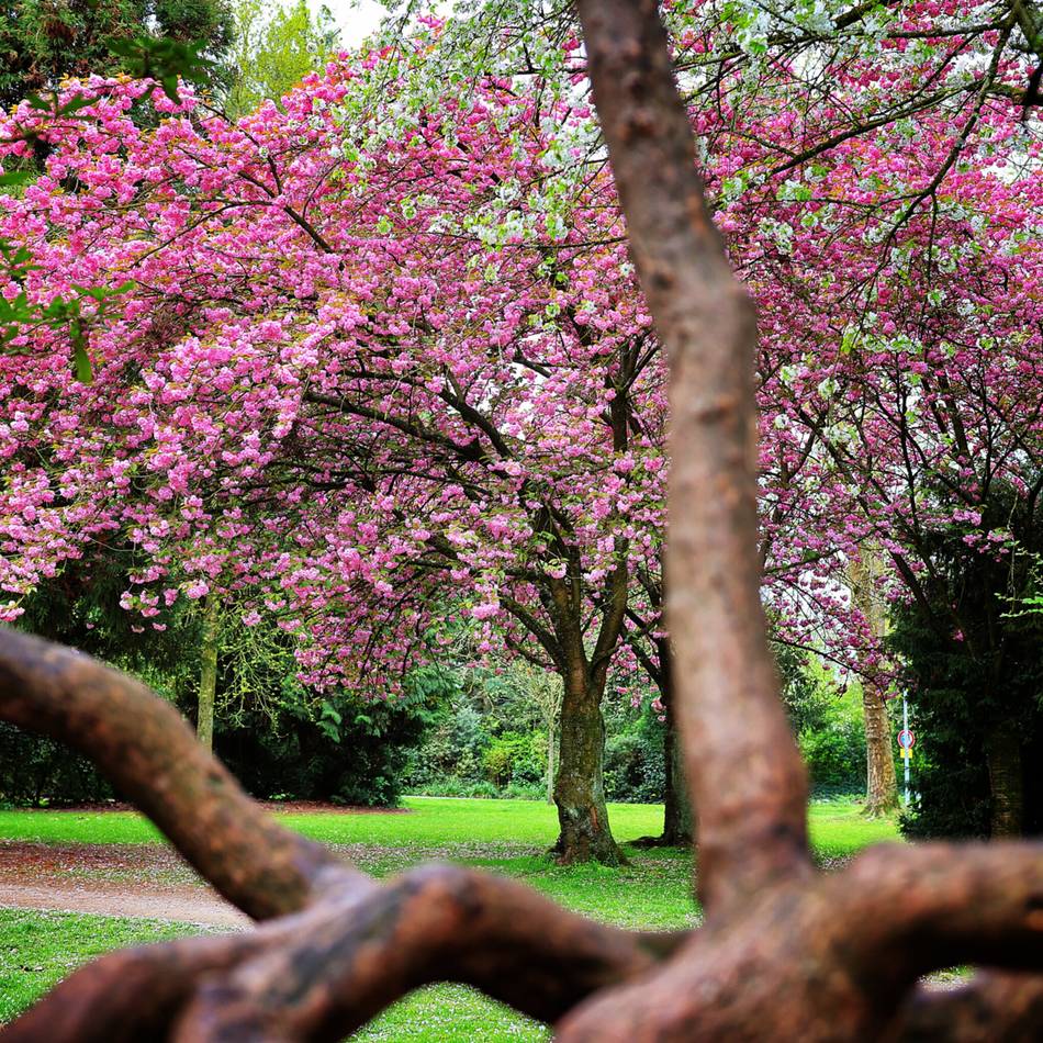 Kirschblüten in Hilden und Haan: Ein Traum in Rosa und Pink