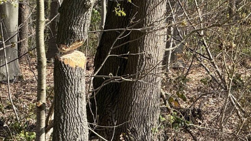 Feuerwehr und Polizei in Nettetal: Baum droht auf Stromleitung zu kippen