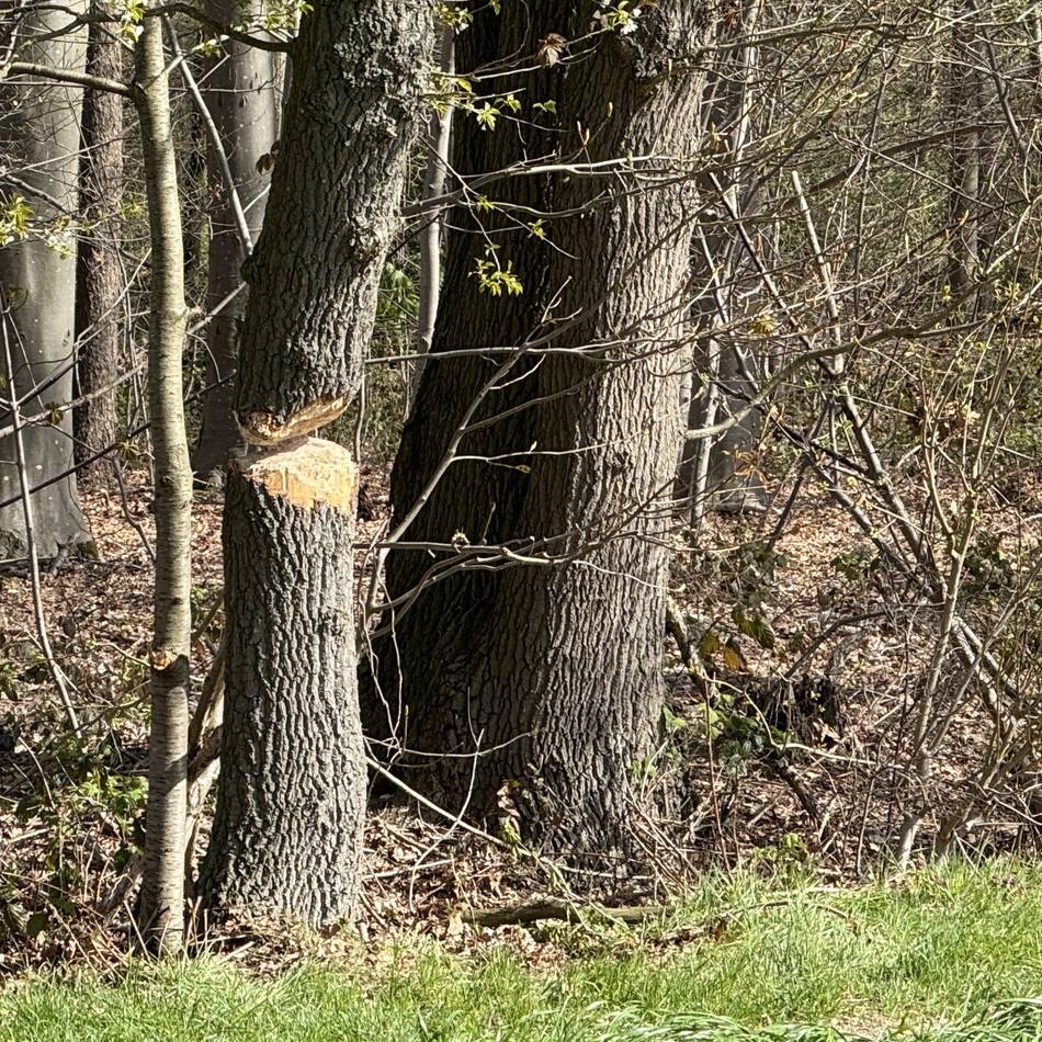 Feuerwehr und Polizei in Nettetal: Baum droht auf Stromleitung zu kippen