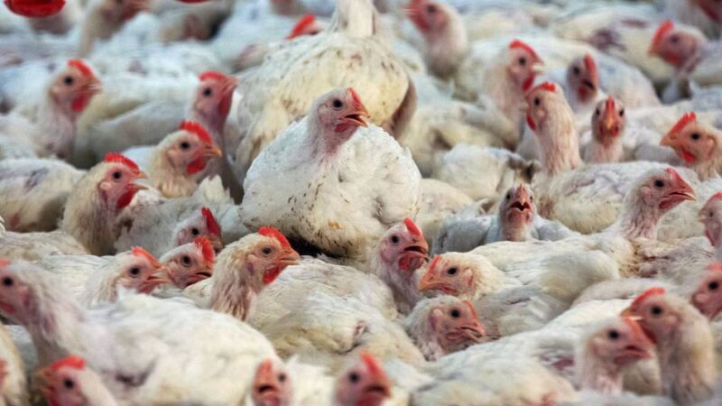 Veterinäramt des Oberbergischen Kreises: Geflügelhalter sollen Tiere gegen Newcastle Disease impfen