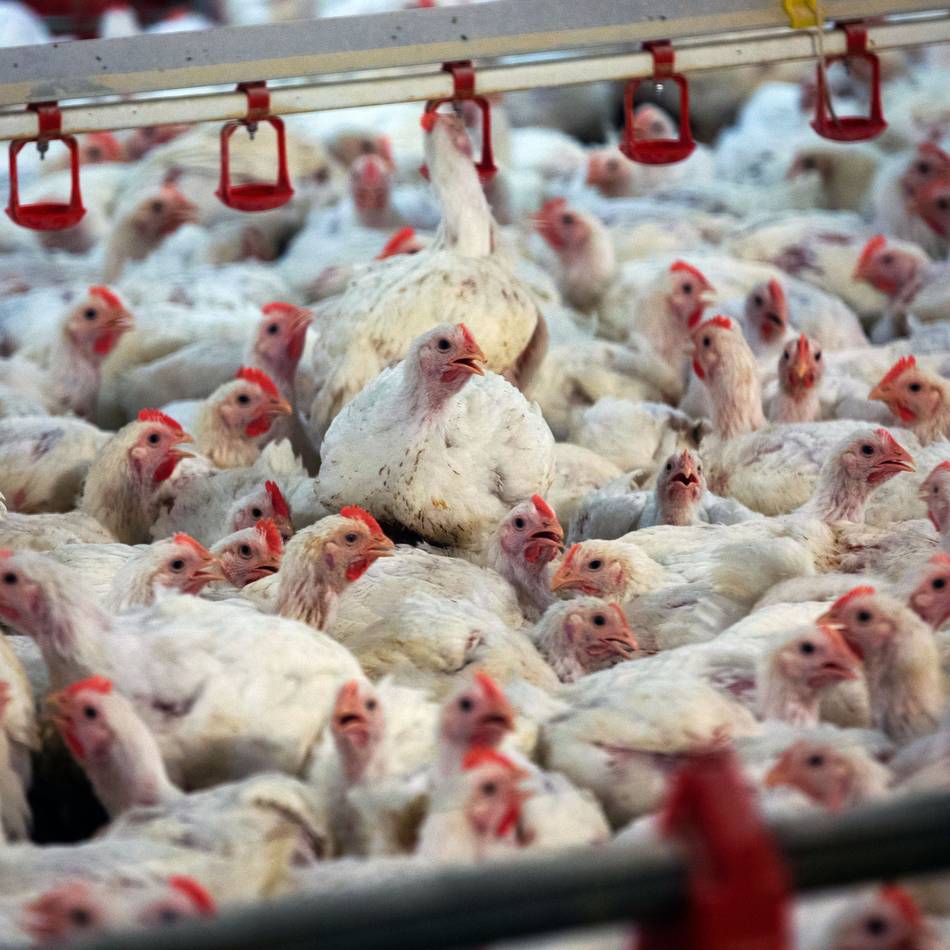 Veterinäramt des Oberbergischen Kreises: Geflügelhalter sollen Tiere gegen Newcastle Disease impfen