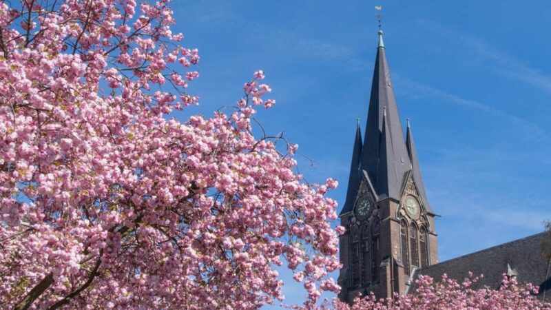 Die schönsten Bilder: Prachtvolle Kirschblüten lassen Mönchengladbach in Pink leuchten