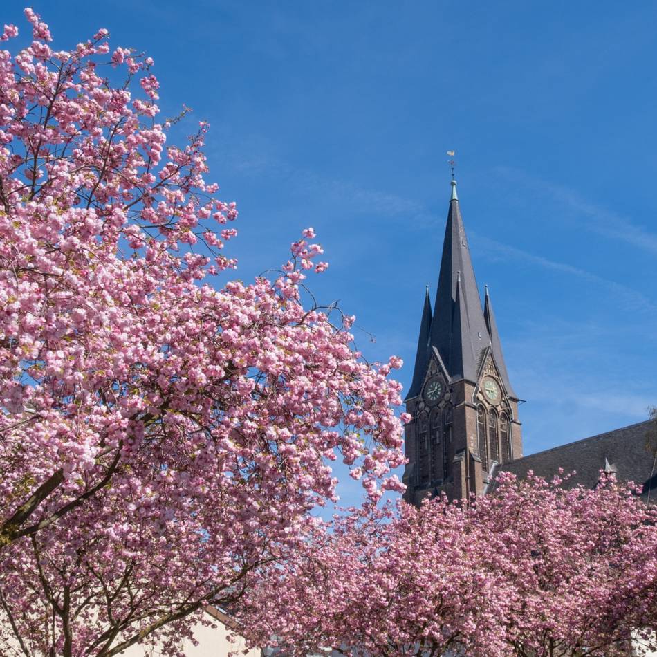 Die schönsten Bilder: Prachtvolle Kirschblüten lassen Mönchengladbach in Pink leuchten