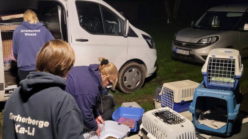 Sie leben auf dem Gnadenhof in Weeze: Tiere aus Messie-Haus sind auch nach zwei Jahren noch nicht vermittelt