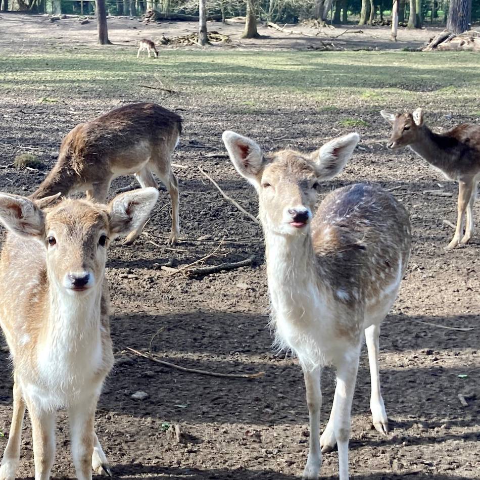Alpakas, Ziegen oder gar keine Tiere?: Stadt Neuss will keine Wildtiere mehr im Selikumer Park – Nachnutzung ungewiss