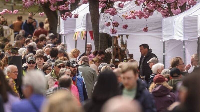 Kirschblütenfest am Kermisdahl: Kleve feiert unter rosa Kirschblüten den Frühling