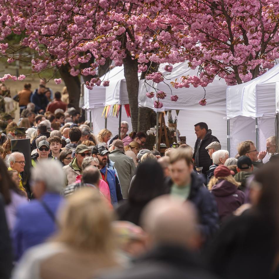 Kirschblütenfest am Kermisdahl: Kleve feiert unter rosa Kirschblüten den Frühling