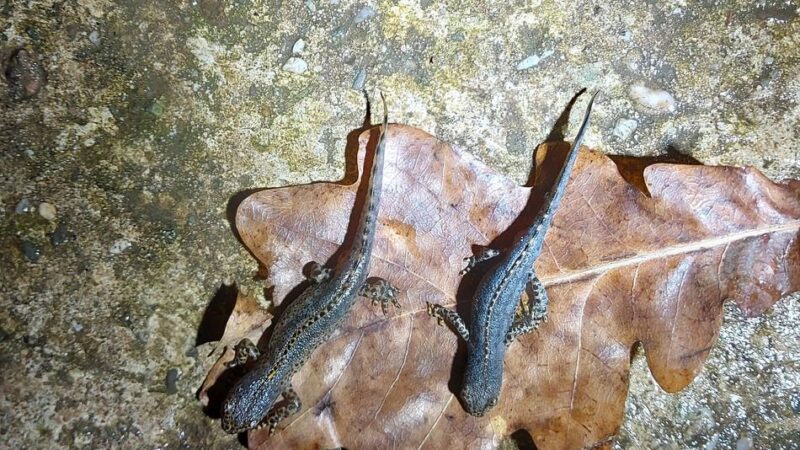 Nabu schließt Amphibiensammlung in Kaarst ab: „Wir hatten einen Tinder-Eimer, in dem Kröten zum Paar geworden sind“