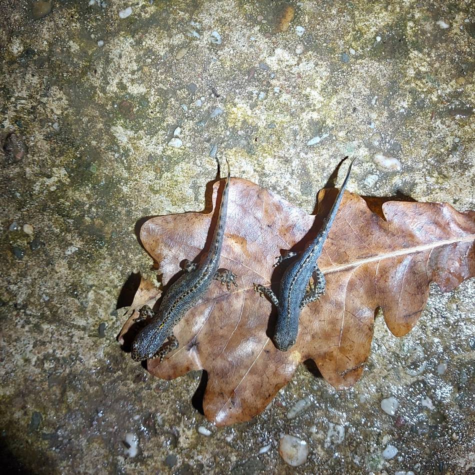 Nabu schließt Amphibiensammlung in Kaarst ab: „Wir hatten einen Tinder-Eimer, in dem Kröten zum Paar geworden sind“