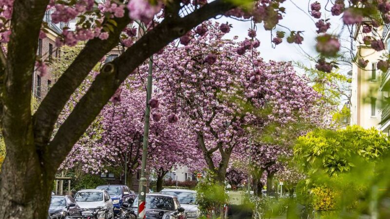 Beliebtes Fotomotiv: Kirschblüte in Düsseldorf – diese Straße wird gerade zum Instagram-Hotspot