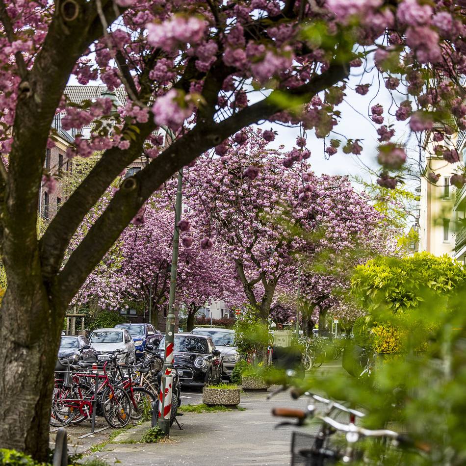 Beliebtes Fotomotiv: Kirschblüte in Düsseldorf – diese Straße wird gerade zum Instagram-Hotspot