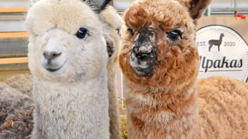 Vorschläge für den Selikumer Busch: Streit um Alpakas im Damwildgehege Neuss