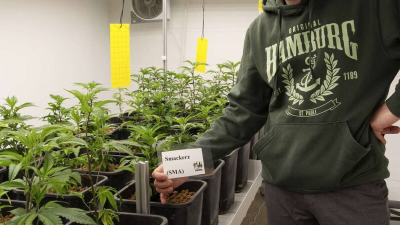 Zweiter registrierter Club in Rheinberg: „Gewisse Leute“ bauen Cannabis an