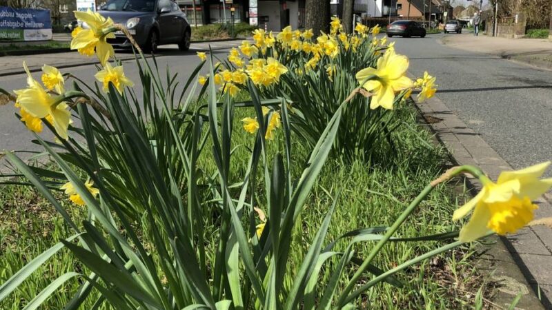 Rheinberger Stadtteil soll aufblühen: Bürgerverein Zukunft Budberg sammelt Spenden für Blumenampeln