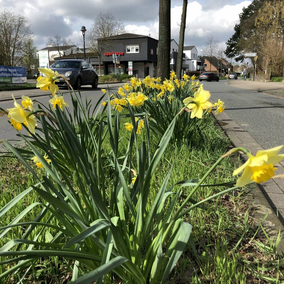 Rheinberger Stadtteil soll aufblühen: Bürgerverein Zukunft Budberg sammelt Spenden für Blumenampeln
