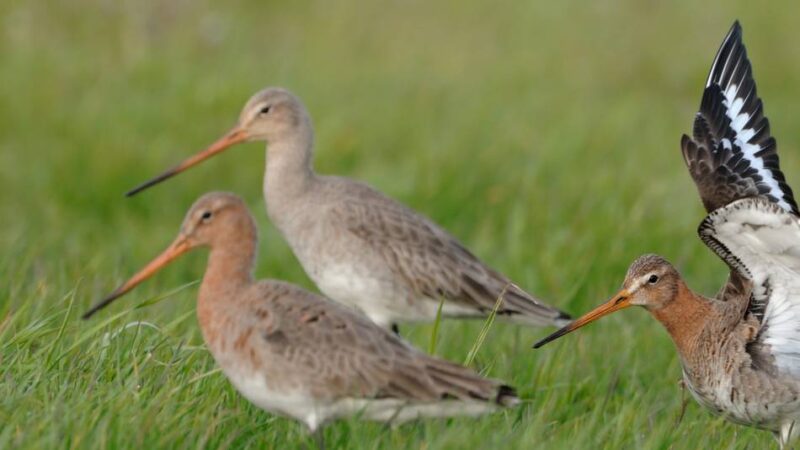 Naturschutzentrum in Bienen: Raus zu den Wildvögeln am Sonntag