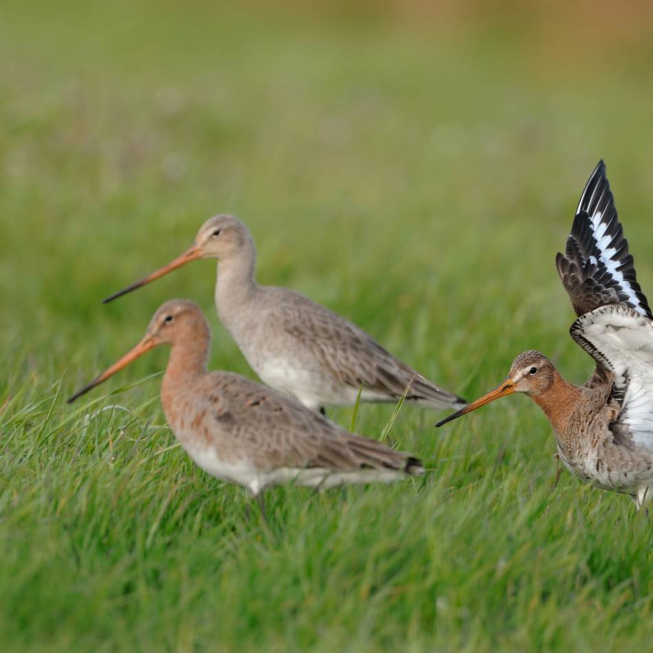 Naturschutzentrum in Bienen: Raus zu den Wildvögeln am Sonntag