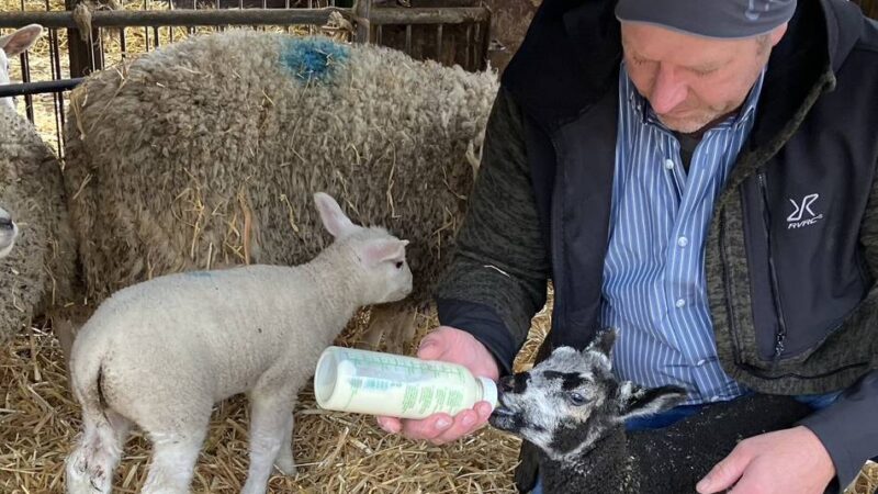 Lämmer in Hinsbeck: Zwei flauschige Flaschenkinder