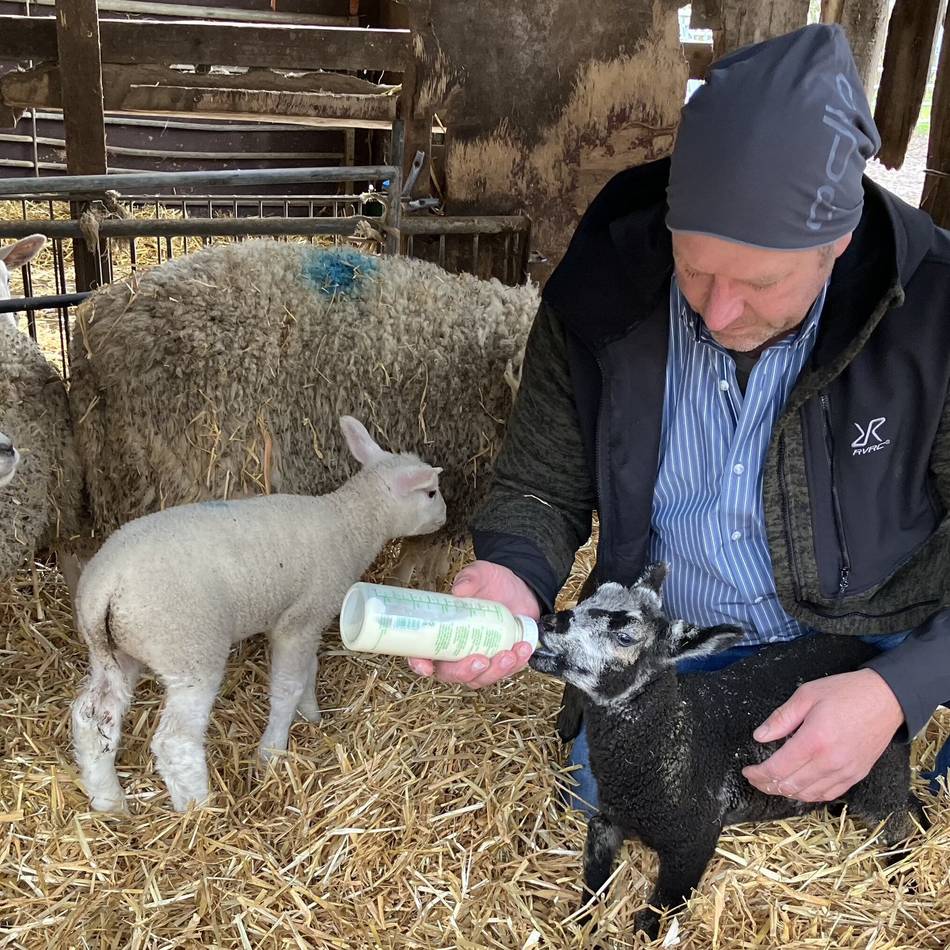Lämmer in Hinsbeck: Zwei flauschige Flaschenkinder