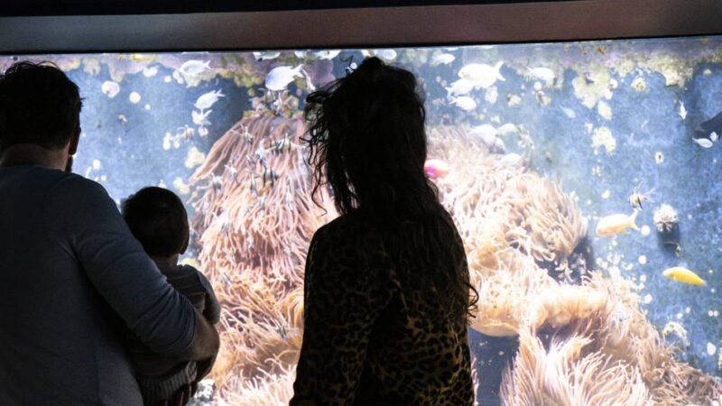 Kultur in Düsseldorf: Aquazoo, Büchereien, Musikschule werden teurer – aber es gibt auch neue Rabatte