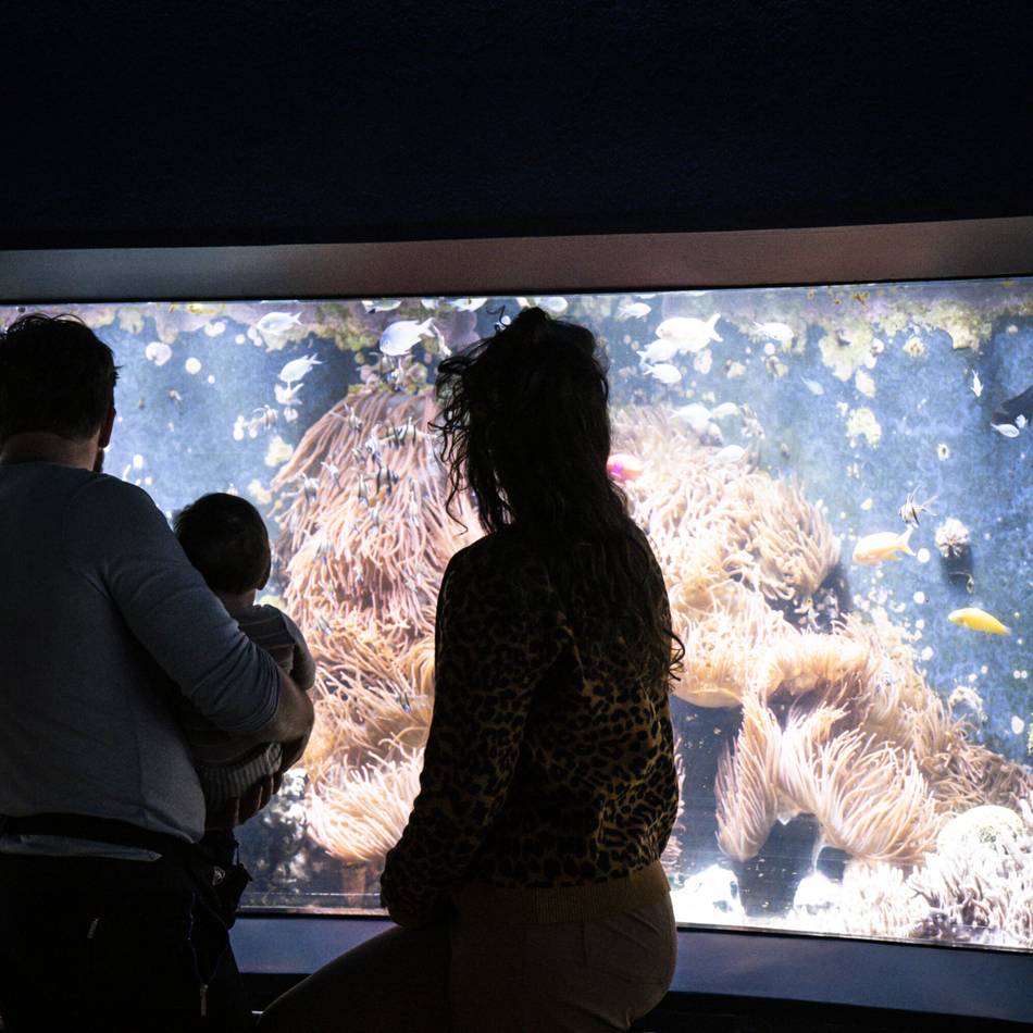 Kultur in Düsseldorf: Aquazoo, Büchereien, Musikschule werden teurer – aber es gibt auch neue Rabatte