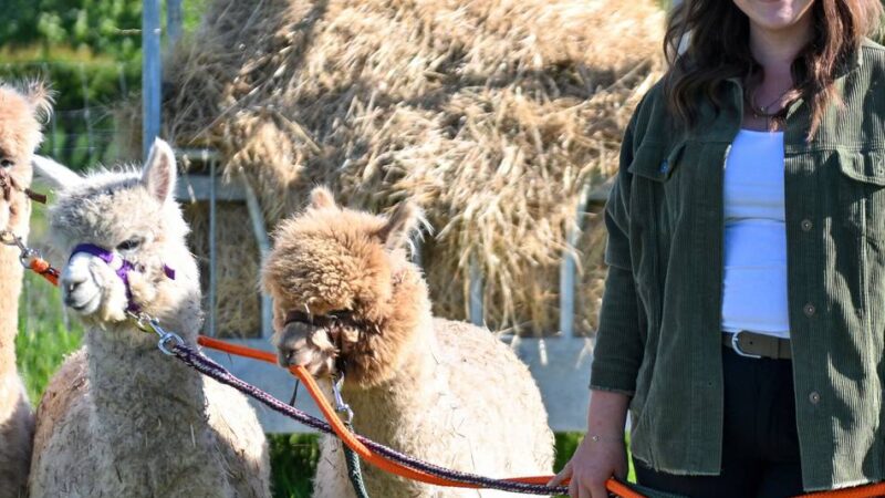 Mit den Alpakas Inti, Alfi und Cheesecake: Auf der „Inklu-Farm“ mitten in der Natur und zwischen Tieren zur Ruhe kommen