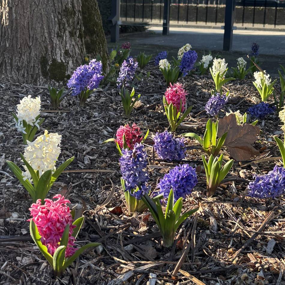 Blütenpracht und Artenvielfalt: Der Brüggener Friedhof erblüht