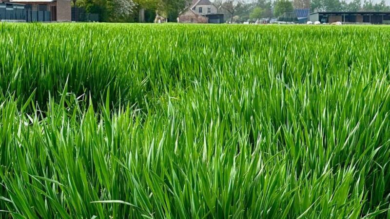 Einfamilienhäuser und Mietwohnungen: Bedburg-Hau plant großes neues Wohngebiet