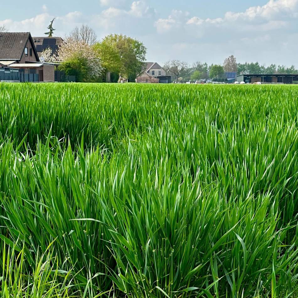 Einfamilienhäuser und Mietwohnungen: Bedburg-Hau plant großes neues Wohngebiet
